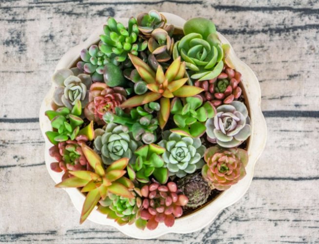 多肉植物養護 多肉植物養護