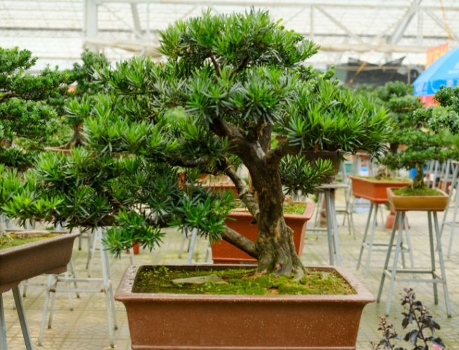 罗汉松修剪技巧 罗汉松修剪技巧