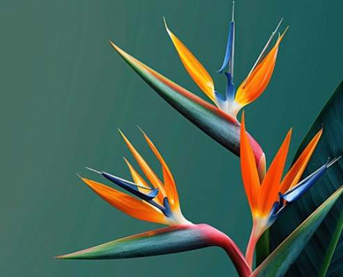 天堂鳥養護方法