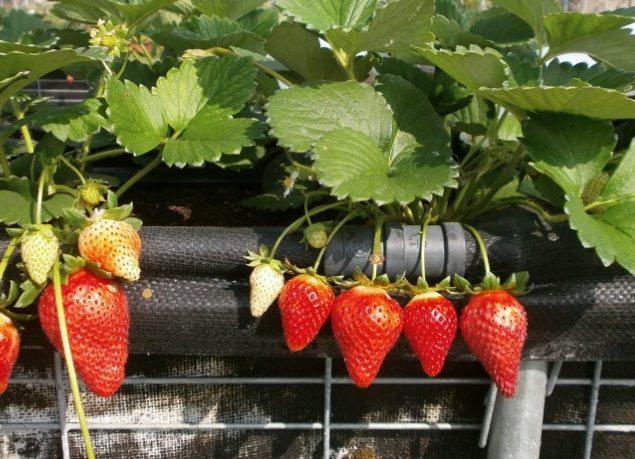 戀香草莓種植