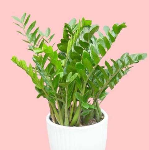 有錢樹風水 有錢樹風水