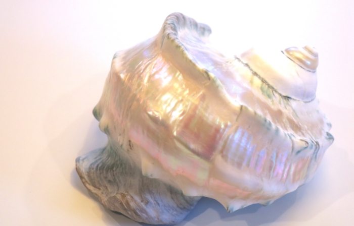 夜光貝 台灣 海關