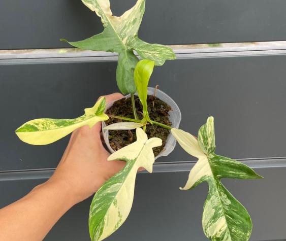 斑葉龍爪蔓綠絨照顧