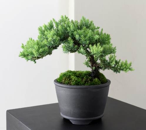 柏樹病害防治 柏樹病害防治