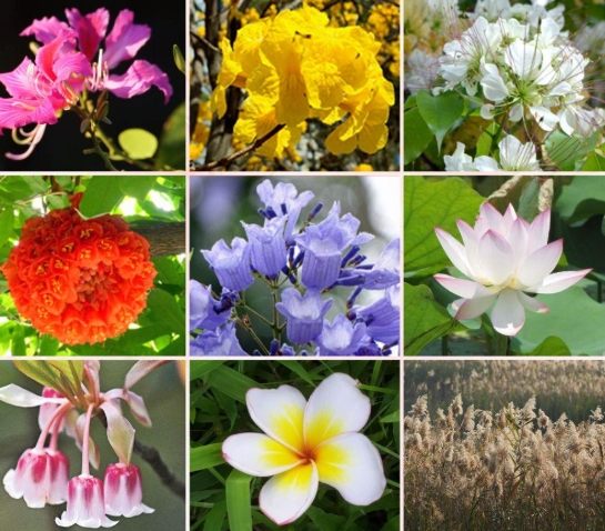 常見花材介紹 常見花材介紹