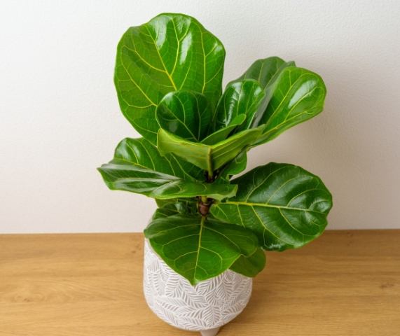 琴葉榕葉子發霉處理 琴葉榕葉子發霉處理