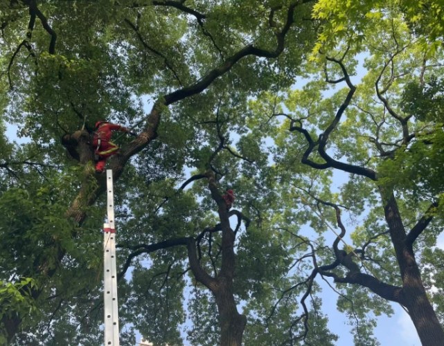 木質化修剪好處