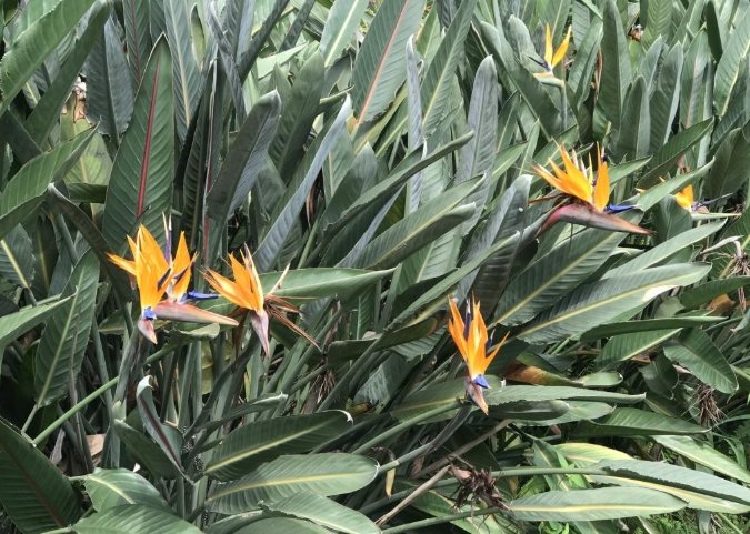 天堂鳥成長環境