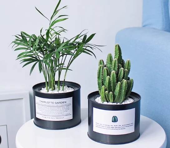 室內盆栽選擇 室內盆栽選擇