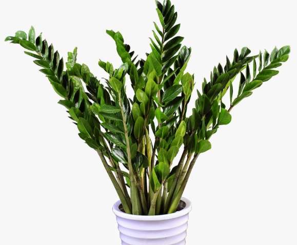 黑色金錢樹盆栽 黑色金錢樹盆栽