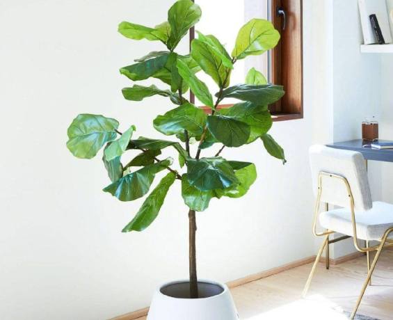 琴葉榕養護方法 琴葉榕養護方法