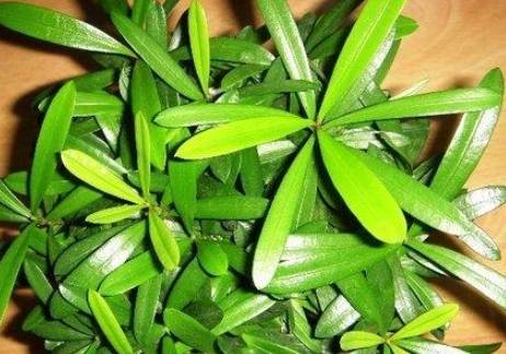 罗汉松种子价格