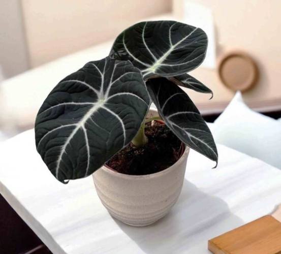 觀音蓮種植方法 觀音蓮種植方法