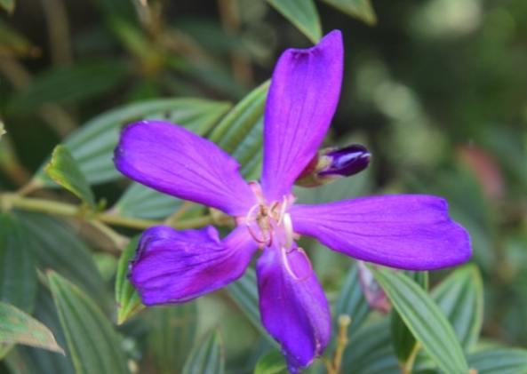 五瓣花種類 五瓣花種類