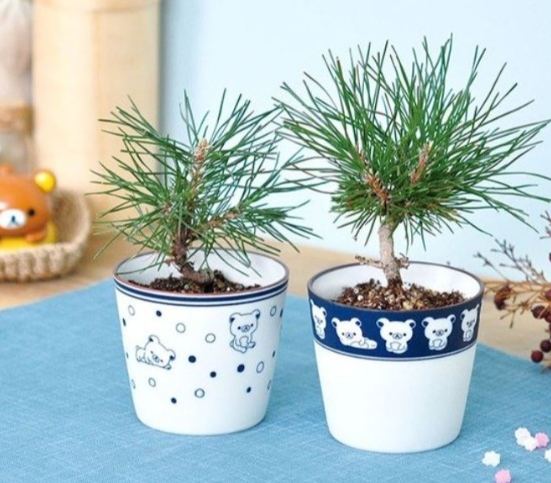 黑松养护技巧 黑松养护技巧