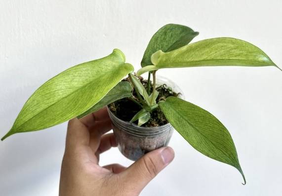 蔓綠絨繁殖方法 蔓綠絨繁殖方法