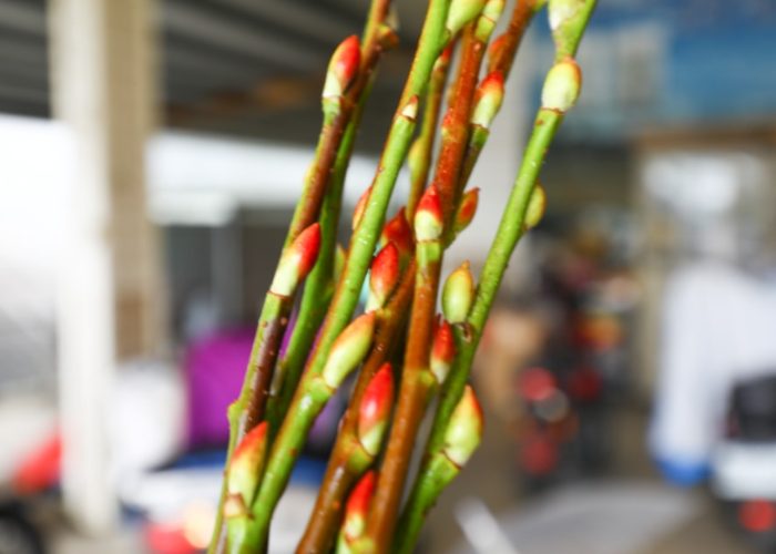 銀柳盆栽出葉技巧 銀柳盆栽出葉技巧