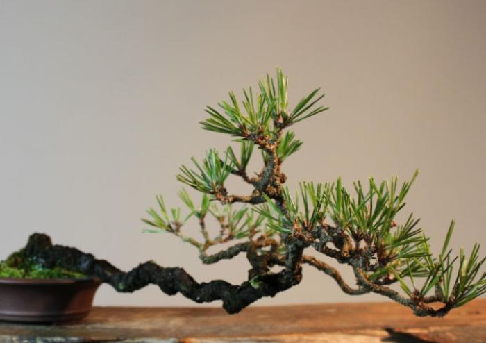 松柏養護技巧 松柏養護技巧