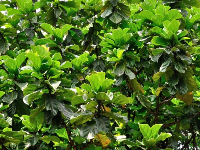 琴葉榕養護方法 琴葉榕養護方法