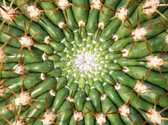 仙人掌養護技巧