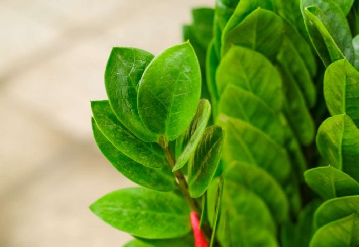 金钱树土质要求 金钱树土质要求