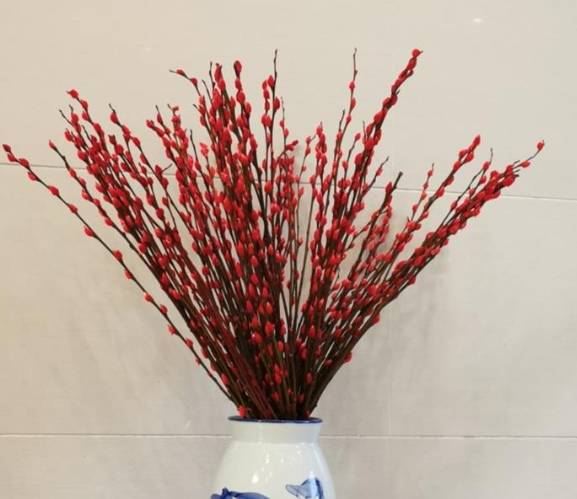 銀柳養護方法 銀柳養護方法