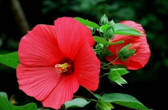 五片花瓣花語 五片花瓣花語