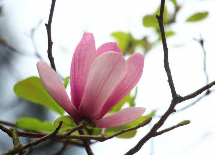 玉蘭花種植 玉蘭花種植