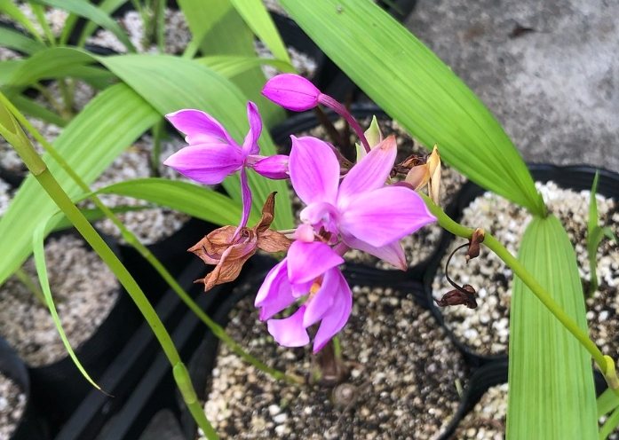 蘭花花苞不開花原因