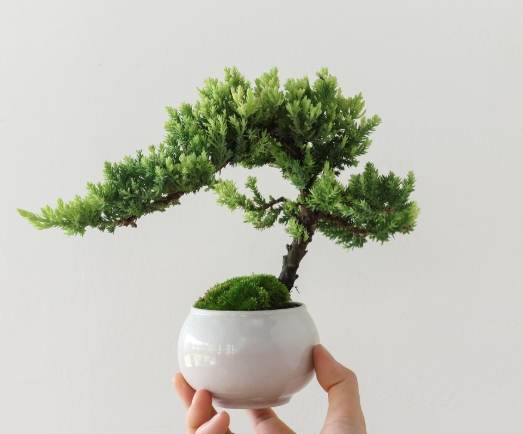 珍珠柏澆水方法 珍珠柏澆水方法