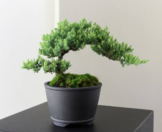 珍珠柏澆水注意事項 珍珠柏澆水注意事項