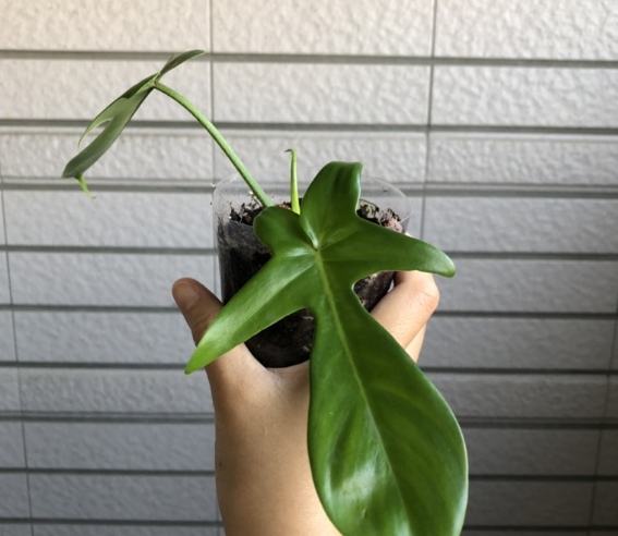 蔓綠絨植物養護 蔓綠絨植物養護
