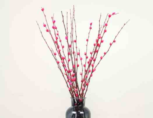 銀柳養護技巧 銀柳養護技巧