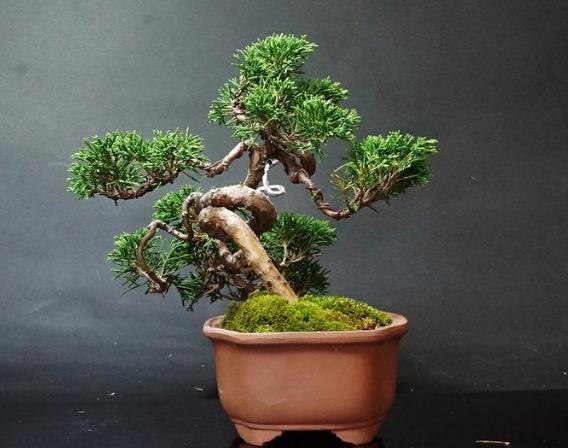 松柏照顧 松柏照顧