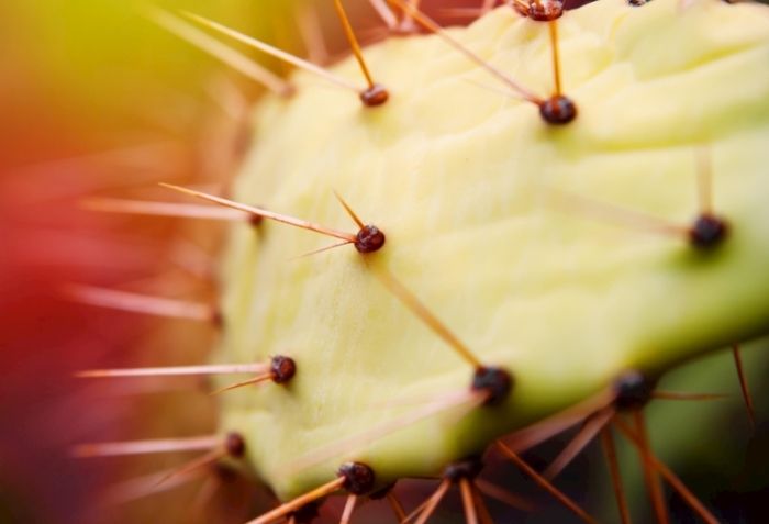 仙人掌發霉處理