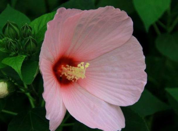 五瓣花種類 五瓣花種類