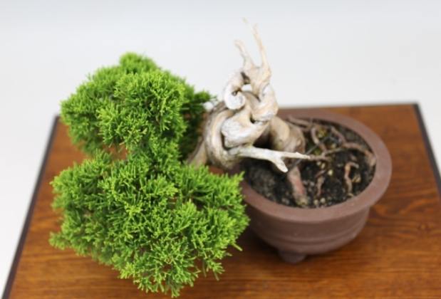 柏樹栽培技巧 柏樹栽培技巧