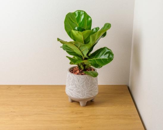 室內植物葉片光澤 室內植物葉片光澤