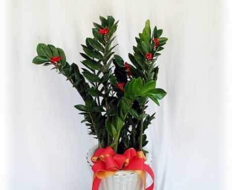 金钱树叶子发软 金钱树叶子发软