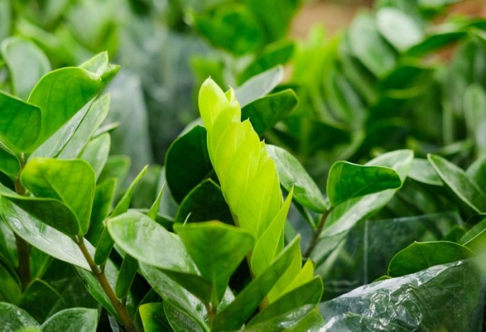 金钱树户外种植 金钱树户外种植