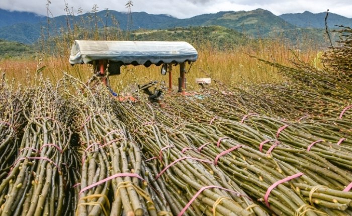 銀柳養護方法 銀柳養護方法