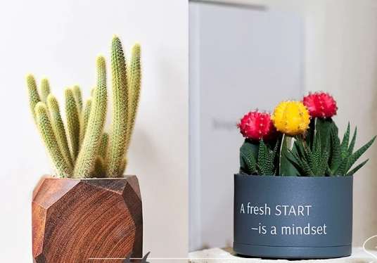 室內盆栽選擇 室內盆栽選擇