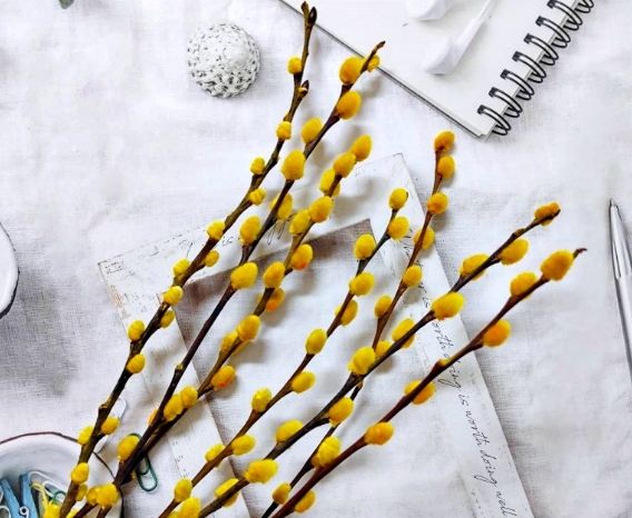 銀柳養護常見問題 銀柳養護常見問題