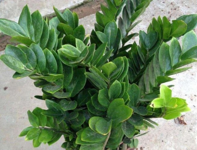 金錢樹泥土更換 金錢樹泥土更換