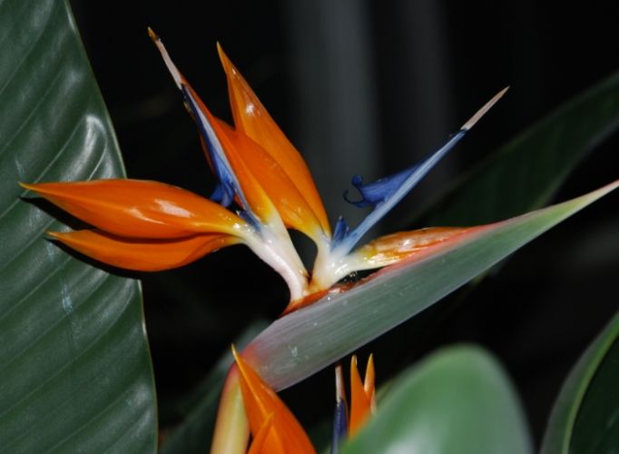 天堂鳥開花時間