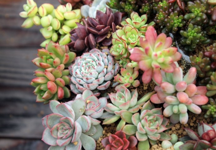 多肉植物葉子變黃處理 多肉植物葉子變黃處理