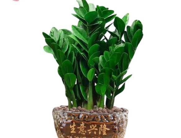 小金錢樹澆水 小金錢樹澆水