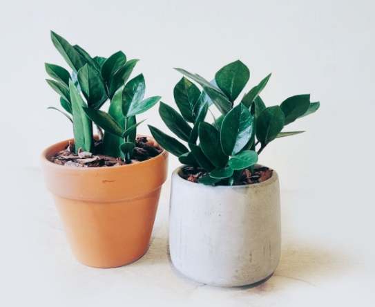 小金錢樹澆水 小金錢樹澆水