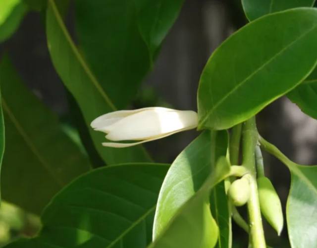 玉蘭花毒症狀