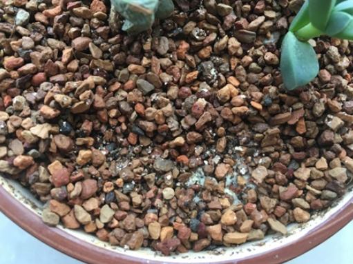 盆栽發霉解決 盆栽發霉解決